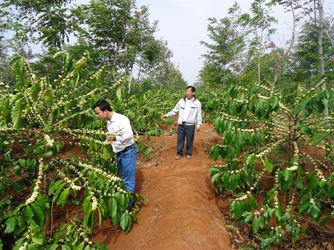 Nhiều diện tích cà phê ở Tây Nguyên đã bung hoa khi gặp mưa trái mùa