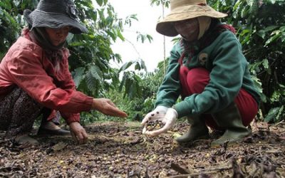 Tình trạng rụng trái cà phê vào mùa mưa – Nguyên nhân và biện pháp khắc phục
